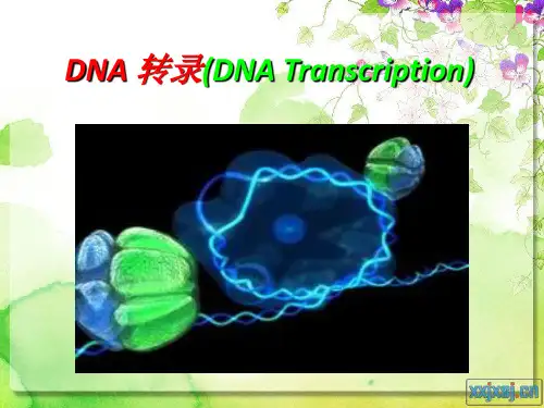 DNA 转录(DNA Transcription)
