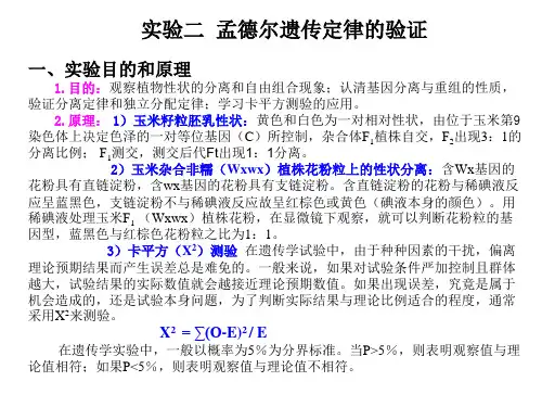 实验二孟德尔遗传定律的验证一、实验目的和原理1.目的