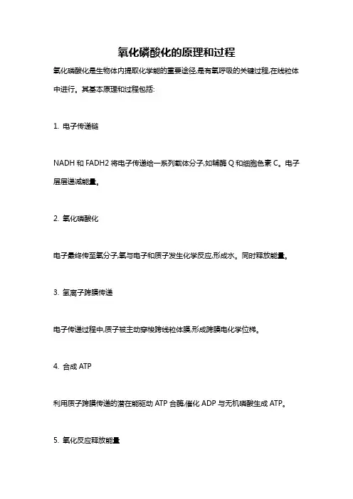 氧化磷酸化的原理和过程