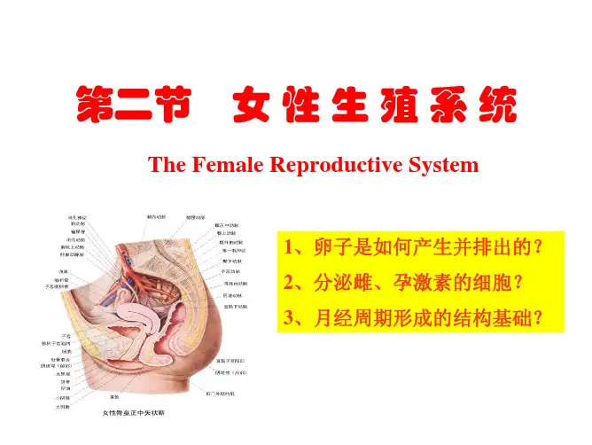 女性卵的发育过程
