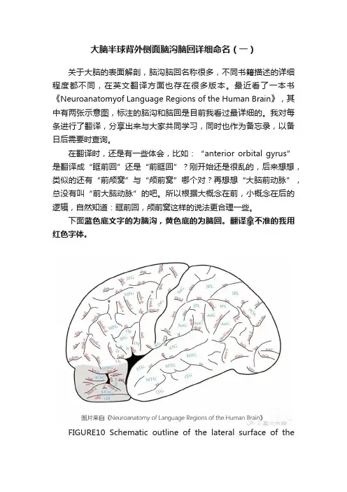 大脑半球背外侧面脑沟脑回详细命名（一）