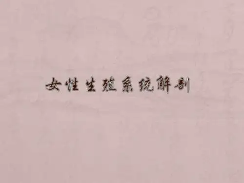女性生殖系统解剖PPT医学课件