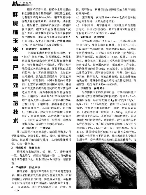 鲜食糯玉米高产高效栽培技术