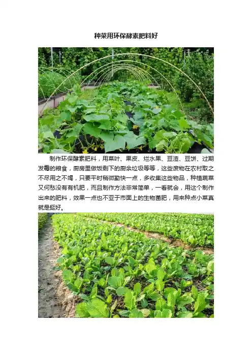 种菜用环保酵素肥料好