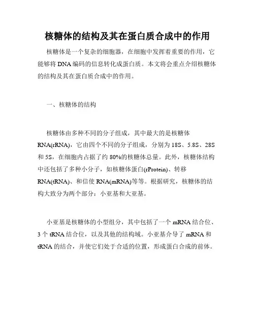 核糖体的结构及其在蛋白质合成中的作用