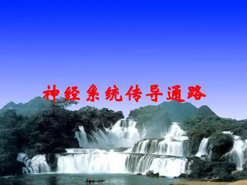 神经系统传导通路