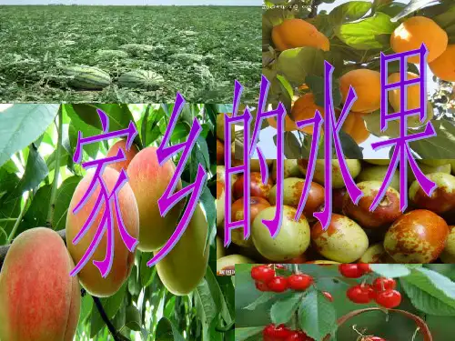 演示文稿 作文《我的家乡水果》ppt课件