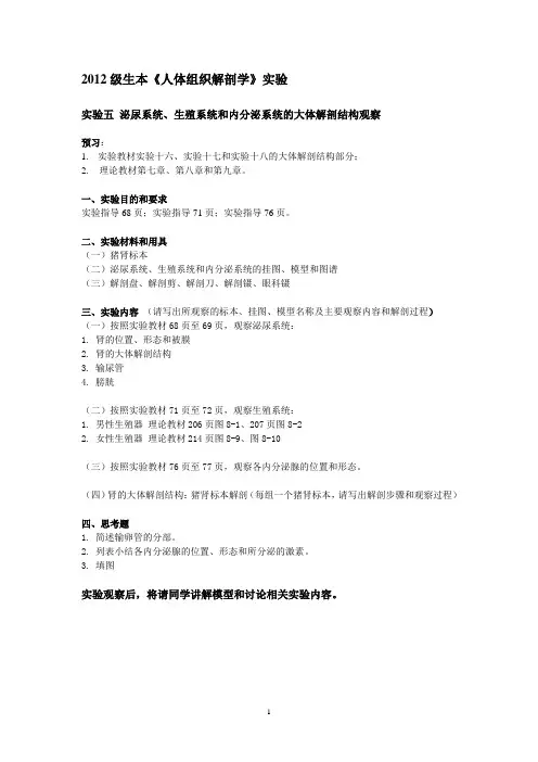人体组织解剖学实验五