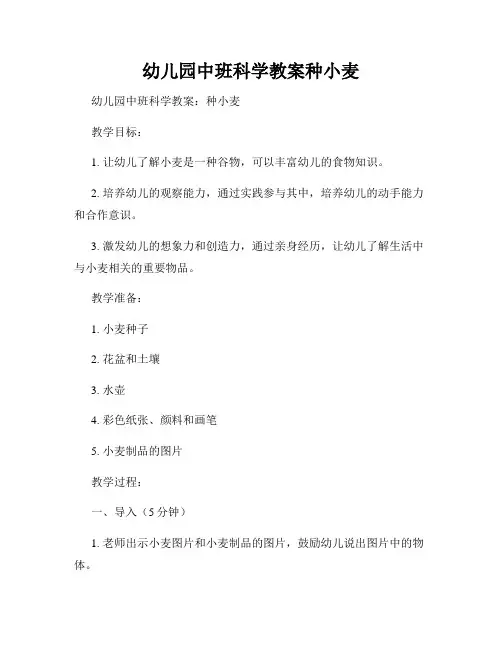 幼儿园中班科学教案种小麦