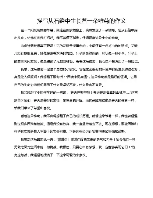 描写从石缝中生长着一朵雏菊的作文