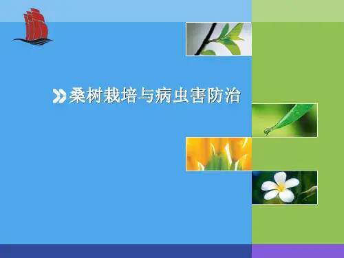 桑树栽培与病虫害(1)