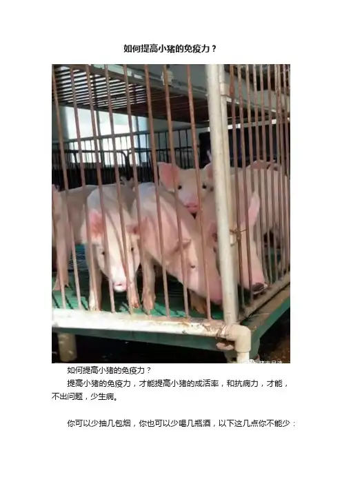 如何提高小猪的免疫力？