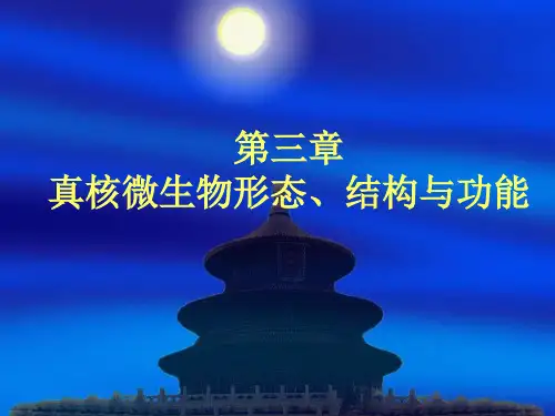 第3章 微生物细胞的形态结构-真核微生物