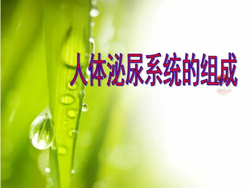 人教版初中生物七年级下册：人体泌尿系统的组成