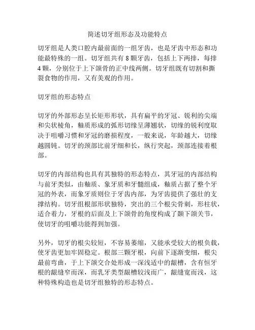 简述切牙组形态及功能特点