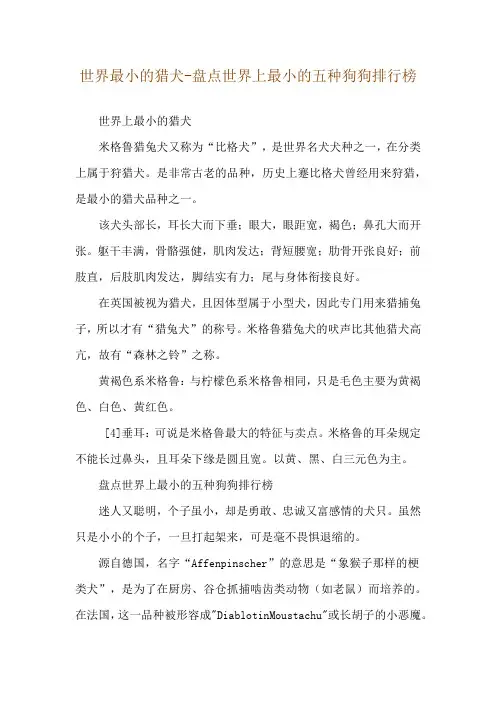 世界最小的猎犬-盘点世界上最小的五种狗狗排行榜