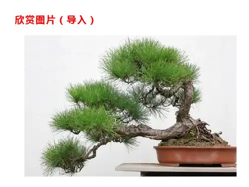 五年级下册美术课件-11 学画松树(29)-人教版