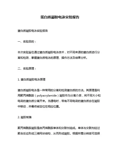 蛋白质凝胶电泳实验报告