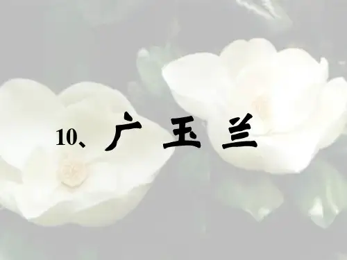 苏教版小学语文六年级下册《广玉兰》PPT课件