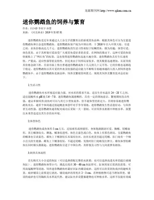 迷你鹦鹉鱼的饲养与繁育