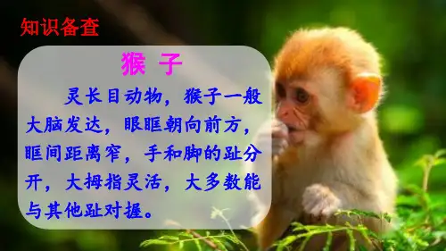 一年级语文下册课件18小猴子下山46部编版共32张PPT