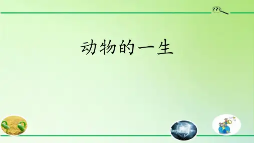 大象版三年级上册科学《动物的一生》说课教学课件