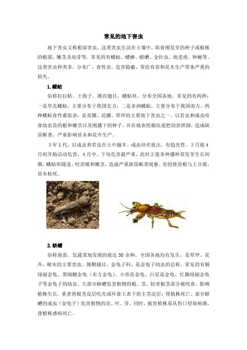 常见的地下害虫