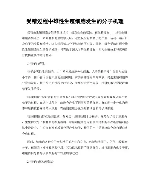 受精过程中雄性生殖细胞发生的分子机理