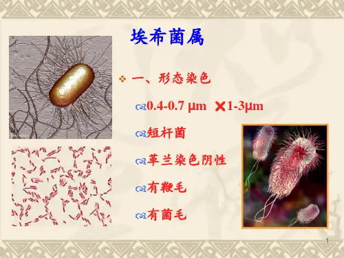 消化系统细菌PPT课件