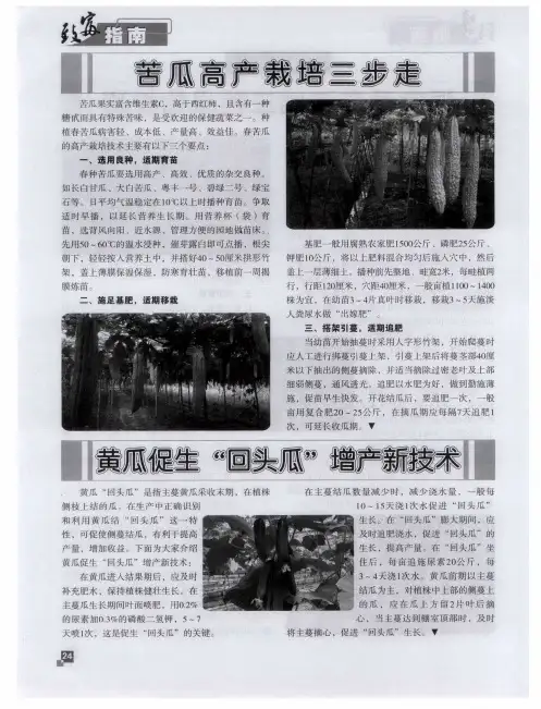 苦瓜高产栽培三步走