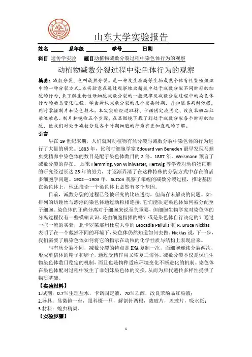 动植物减数分裂过程中染色体行为的观察