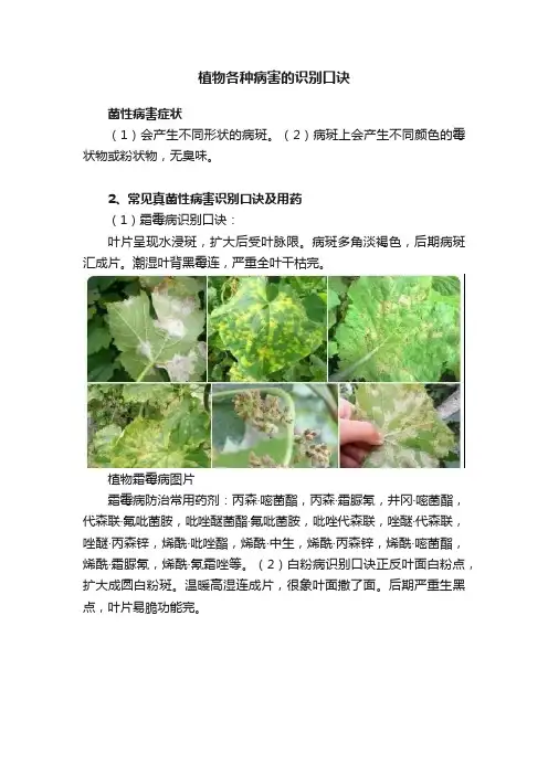 植物各种病害的识别口诀