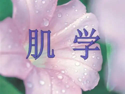 4 运动系统-骨骼肌