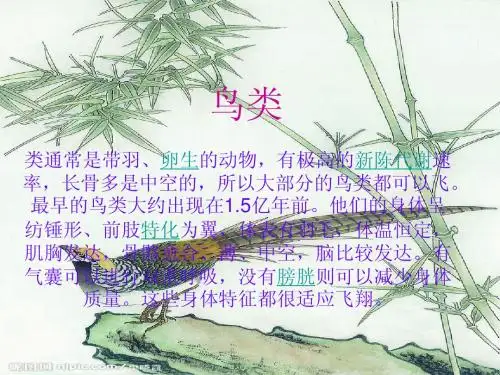 鸟类
