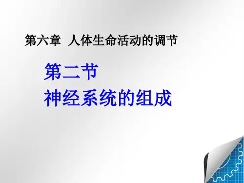 新人教版七年级初一生物下册神经系统的组成 (1)