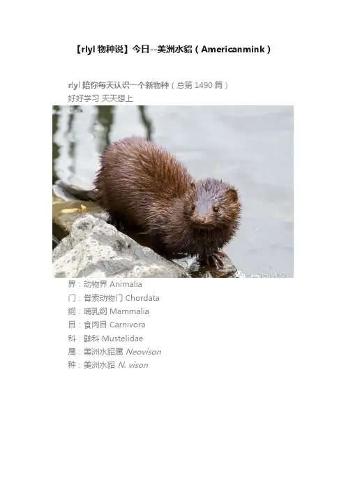 【rlyl物种说】今日--美洲水貂（Americanmink）