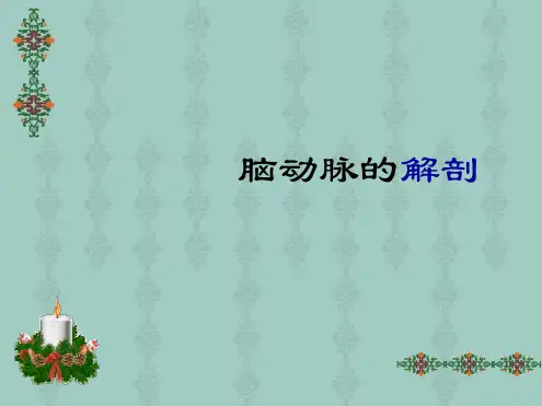大脑动脉的解剖