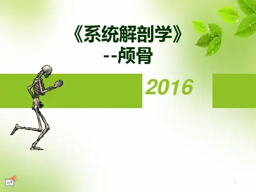 《系统解剖学》--颅骨