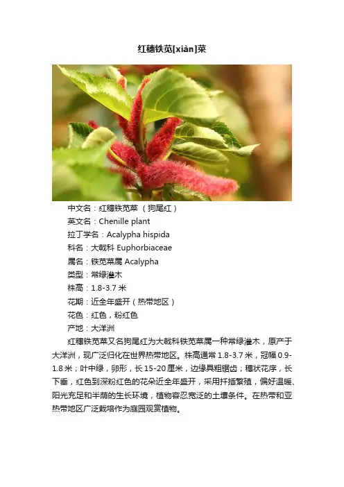 红穗铁苋[xiàn]菜