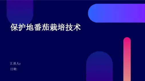 保护地番茄栽培技术