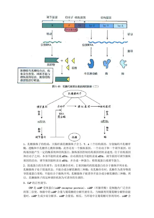 乳糖操纵子