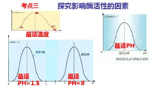 探究影响酶活性的因素
