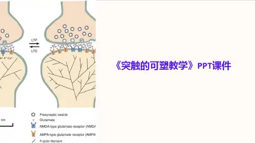 《突触的可塑教学》课件