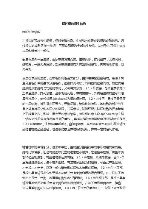 简述根的初生结构