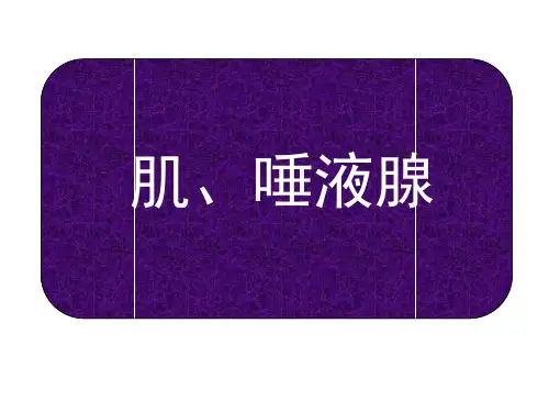 口腔解剖学肌和唾液腺