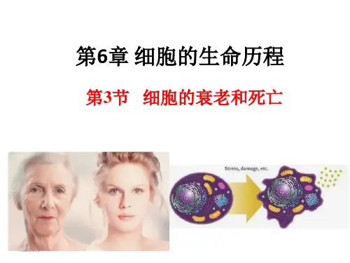 【课件】细胞的衰老和死亡课件2022-2023学年高一上学期生物人教版必修1