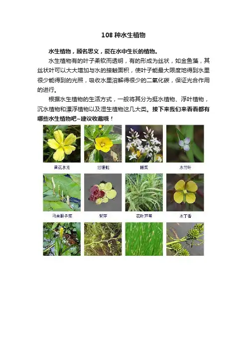 108种水生植物
