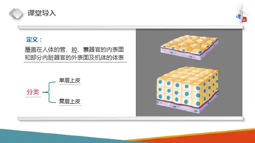 上皮组织—被覆上皮(正常人体结构课件)