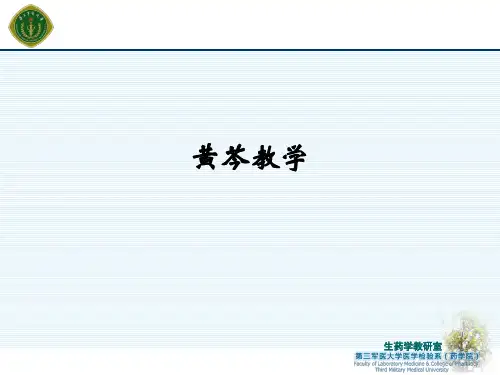 黄芩ppt课件