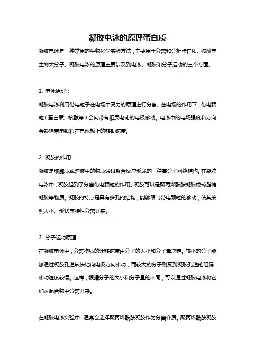 凝胶电泳的原理蛋白质